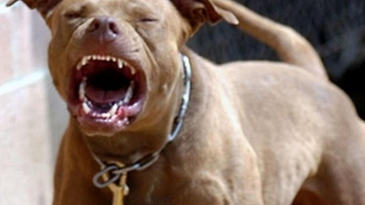 Bir pitbull dehşeti daha! İzmir&#39;de 7 yaşındaki küçük çocuğu parçaladı! - Haberfokus