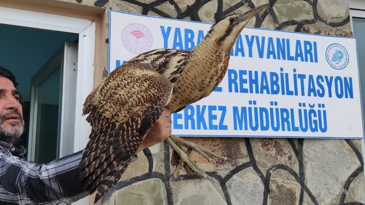 Yaralı kuşlar tedavi altına alındı