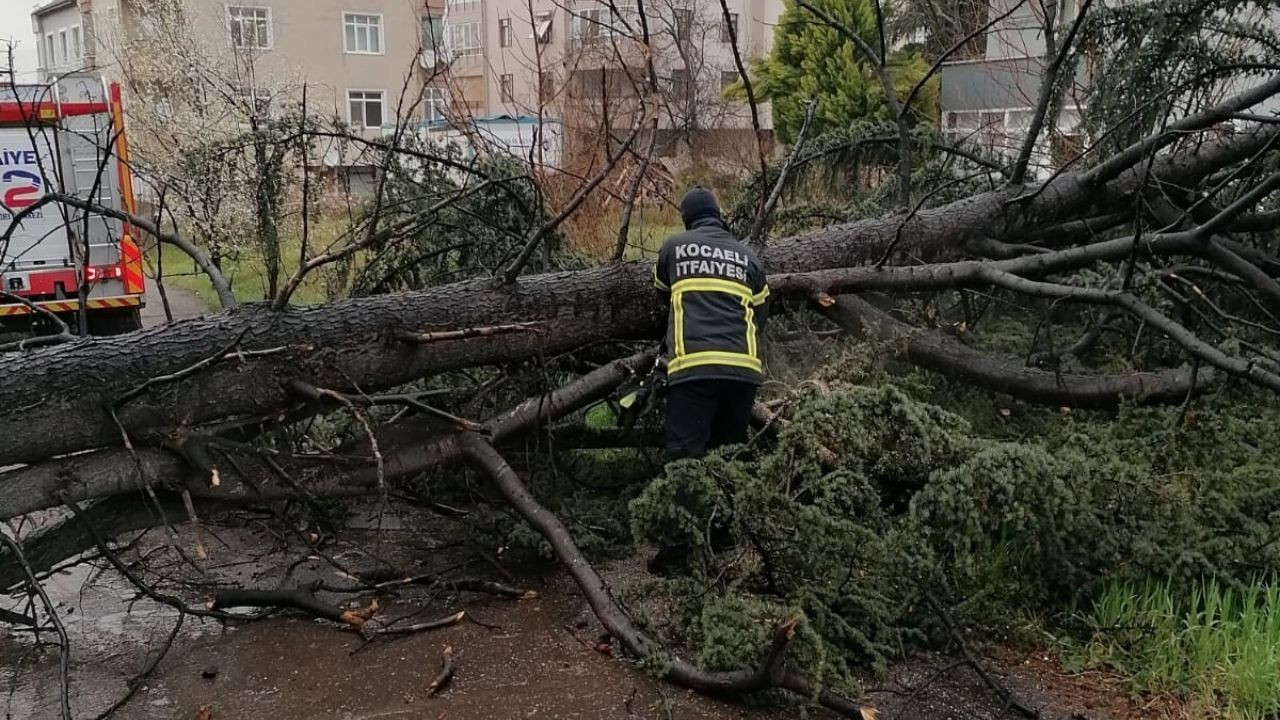 Kocaeli'de şiddetli rüzgar ağacı devirdi