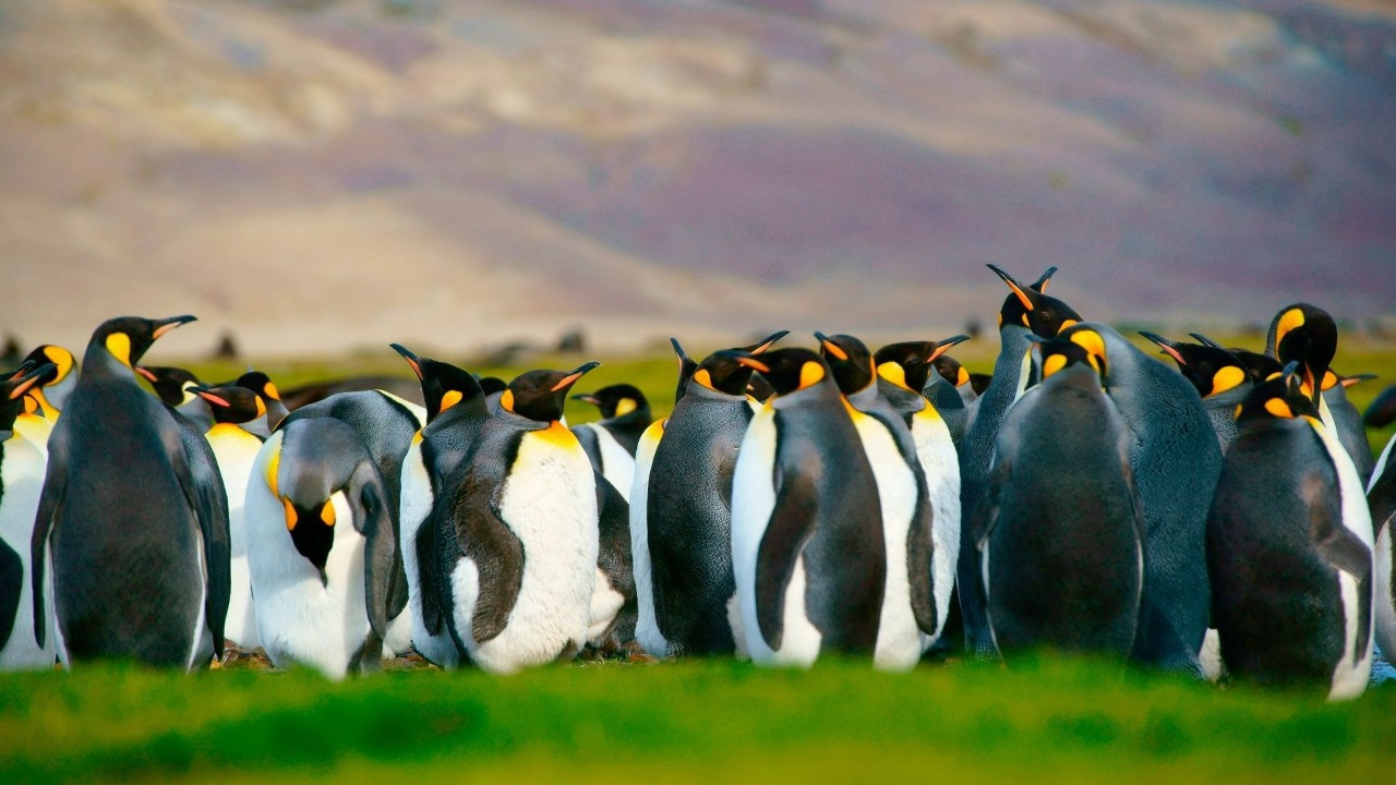 Muhteşem doğasıyla: Falkland Adaları