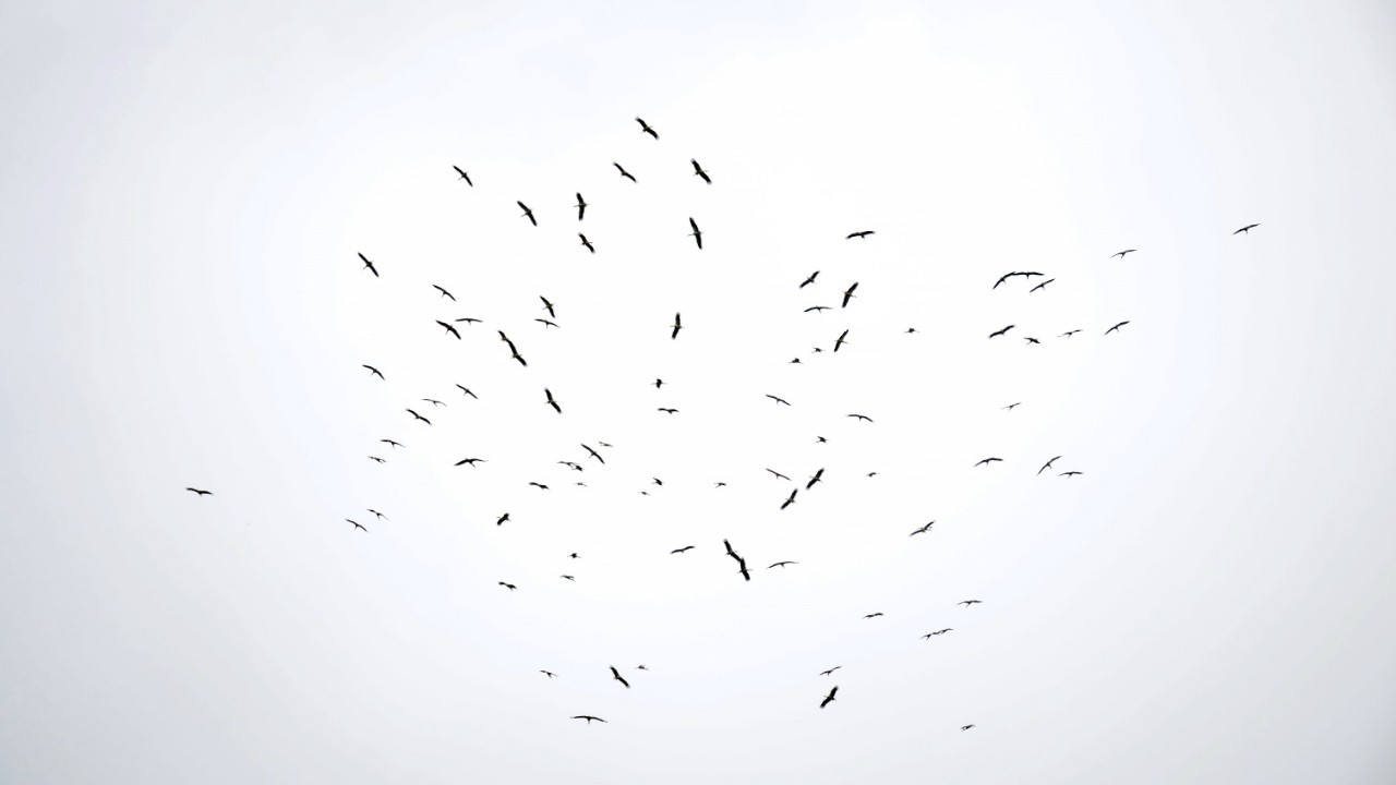 Göç eden leylekler Sakarya’da mola verdi