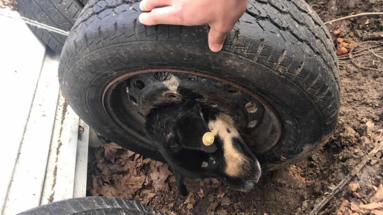 Başı janta sıkışan köpeği itfaiye kurtardı