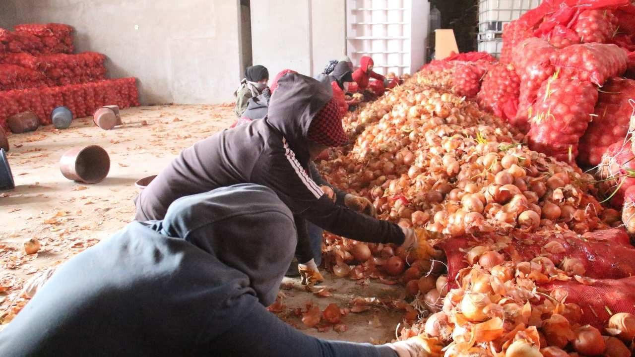 Çiftçiden alınan soğan ücretsiz olarak ihtiyaç sahiplerine dağıtılacak