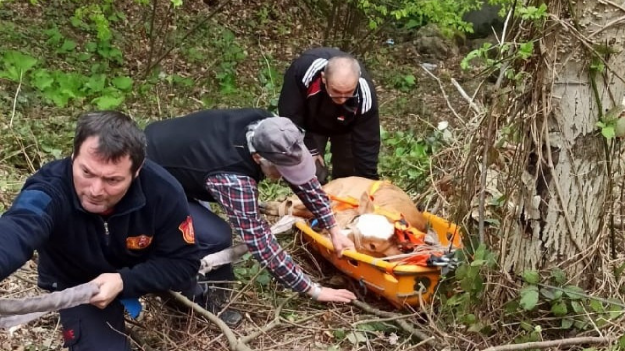 Uçuruma düşen inek sedye ile kurtarıldı