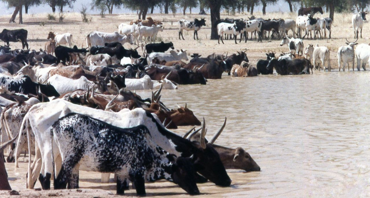 Türklerin en çok gittiği Batı Afrika ülkesi: Burkina Faso - Sayfa 18