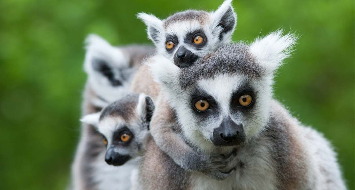 Dünyanın en renkli ülkesi: Madagaskar - Sayfa 6