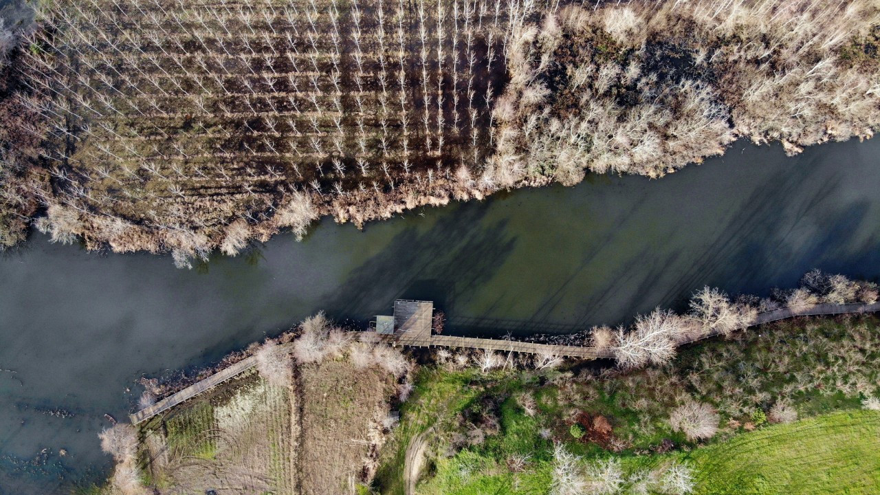 Acarlar Longozu hayran bırakıyor