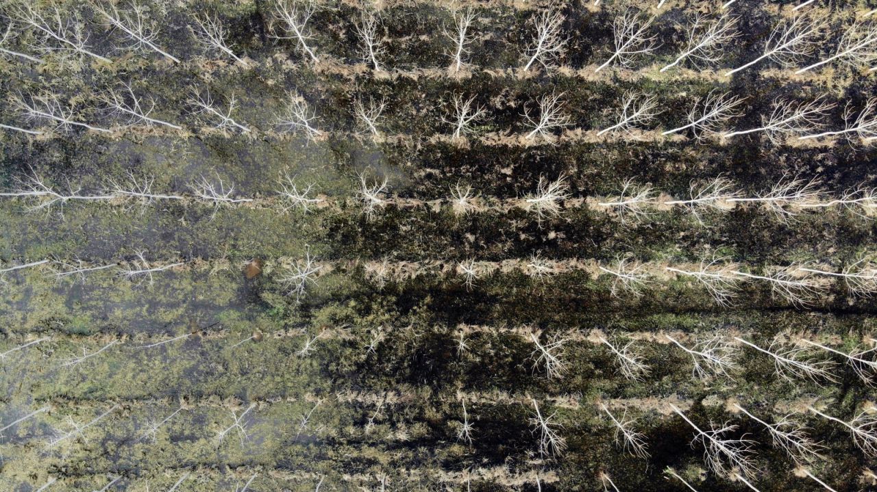 Acarlar Longozu hayran bırakıyor - Sayfa 6