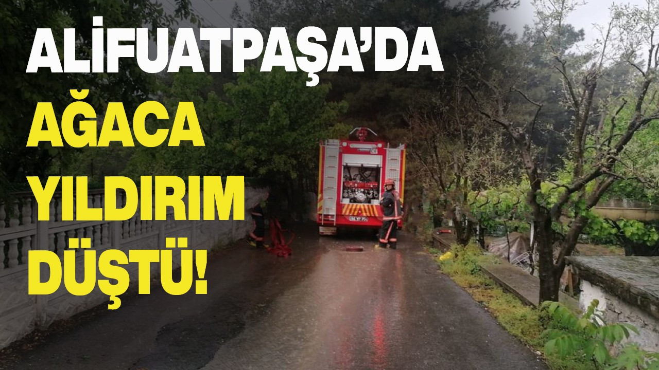 Alifuatpaşa’da ağaca yıldırım düştü!