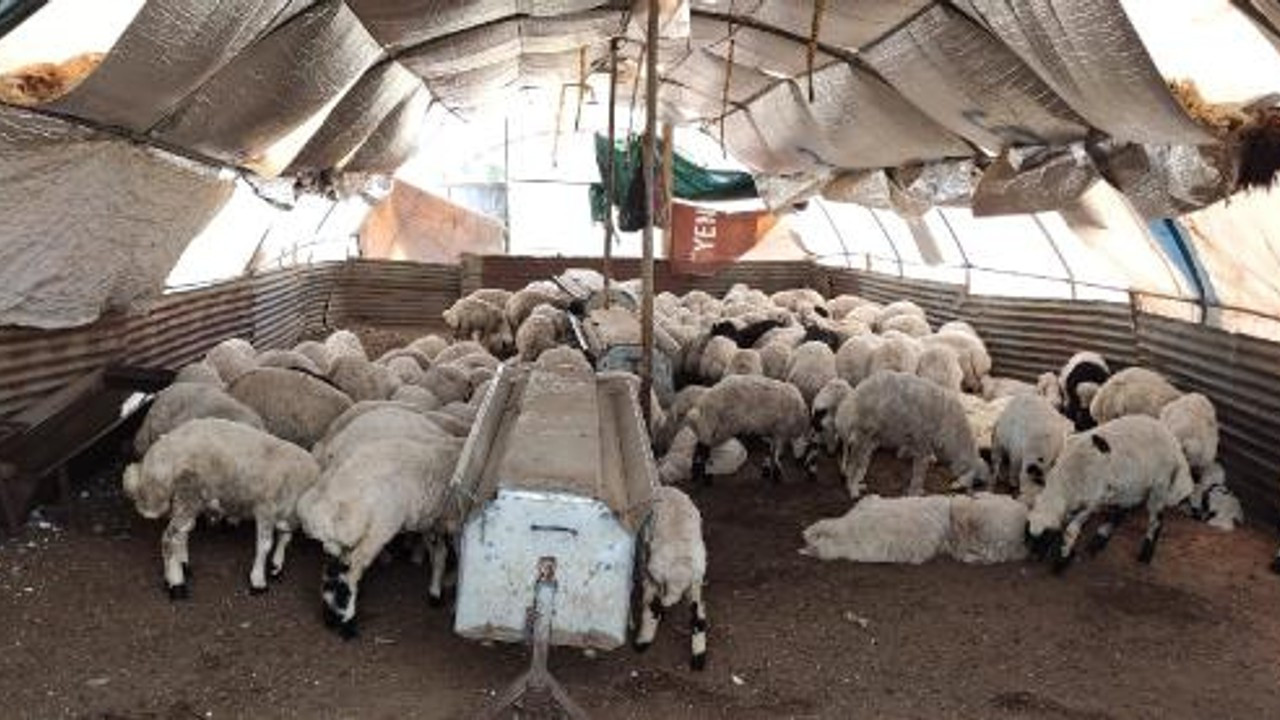 Tunceli'de fırtınada ahır yıkıldı, 5 kuzu telef oldu
