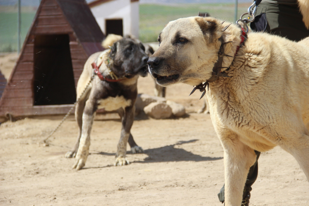 Dünyaca ünlü Kangal köpekleri o ildeki cezaevlerini koruyacak Haberfokus