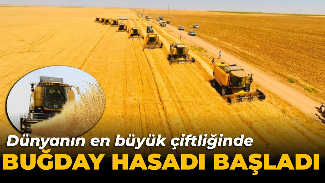 Dünyanın en büyük çiftliğinde buğday hasadı başladı