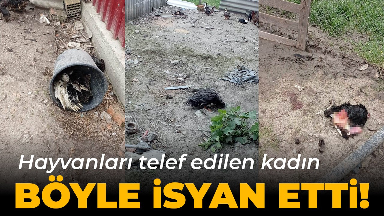 Hayvanları telef edilen kadın böyle isyan etti!