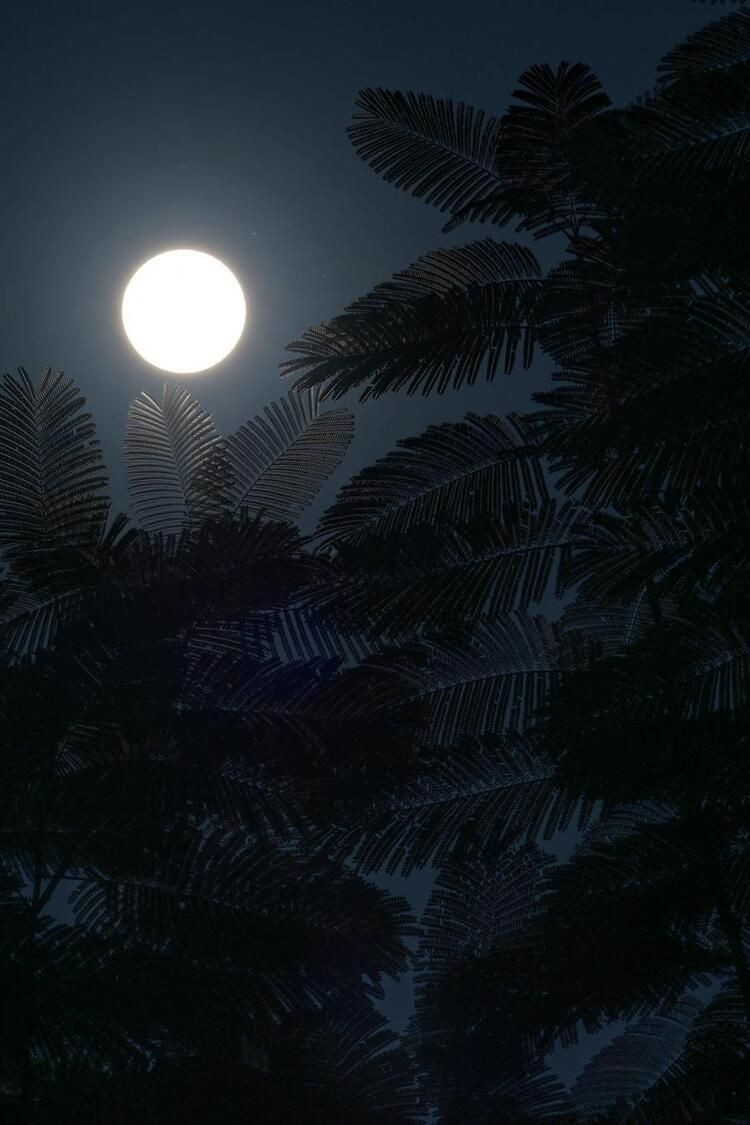 Tüm dünya güneş tutulmasını hayranlıkla izliyor - Sayfa 10