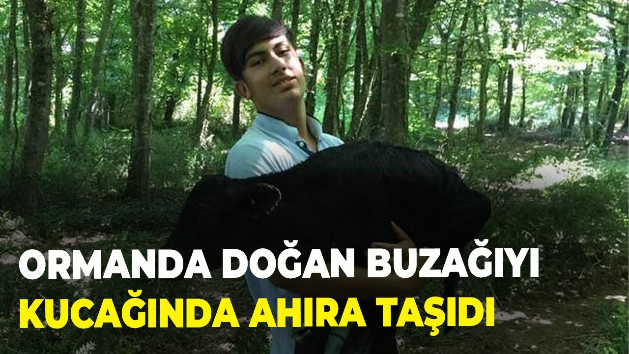 Ormanda doğan buzağıyı kucağında ahıra taşıdı