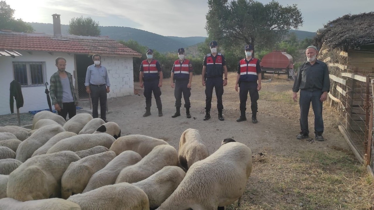 Manisa'da ağıldan kaçan koyunları jandarma buldu