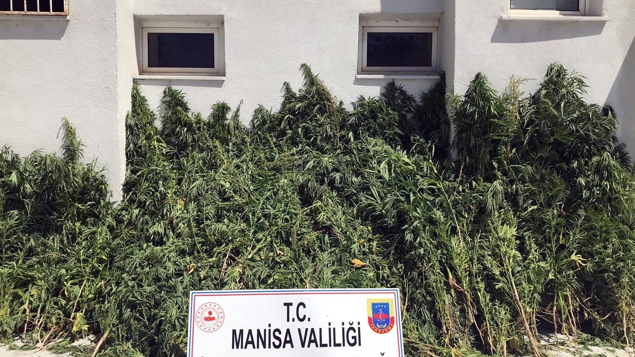 Manisa'da 7 bin 253 kök Hint keneviri ele geçirildi