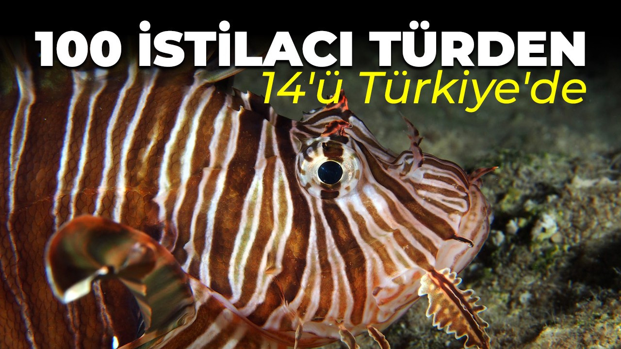 100 istilacı türden 14'ü Türkiye'de