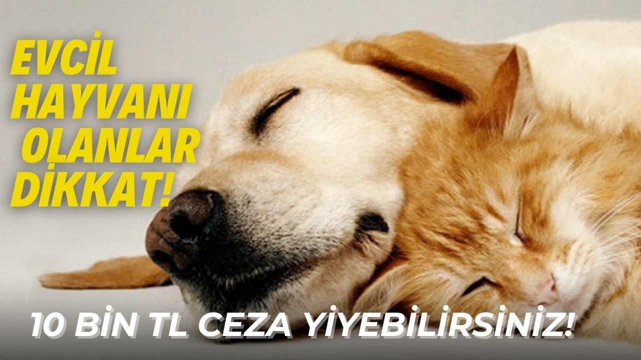 Evcil hayvanı olanlara dikkat! 10 bin TL ceza yiyebilirsiniz