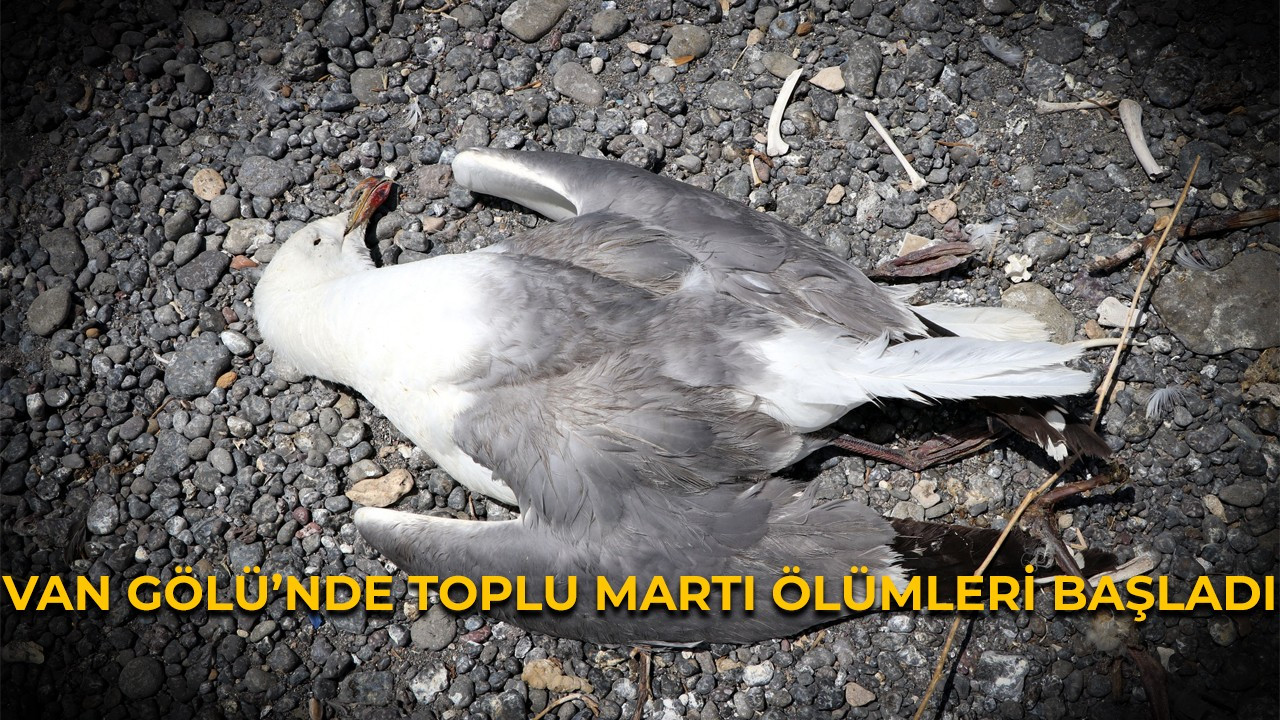 Van Gölü'nde toplu martı ölümleri başladı