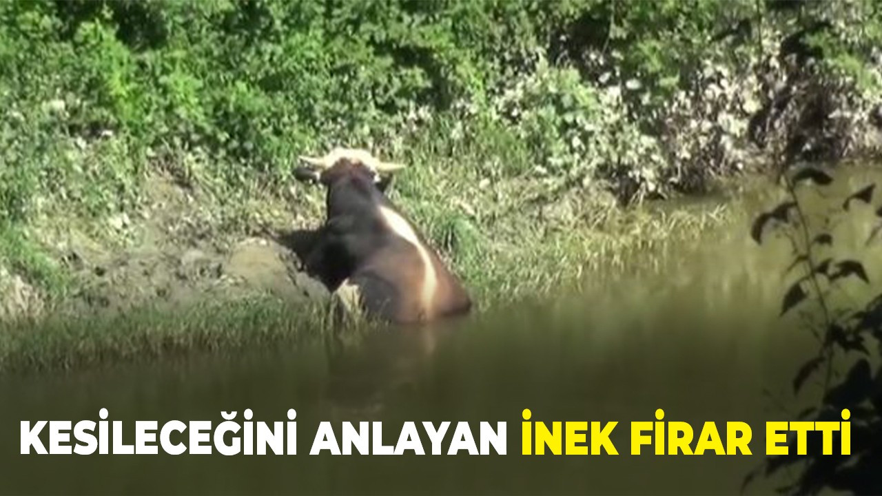 Kesileceğini anlayan inek firar etti