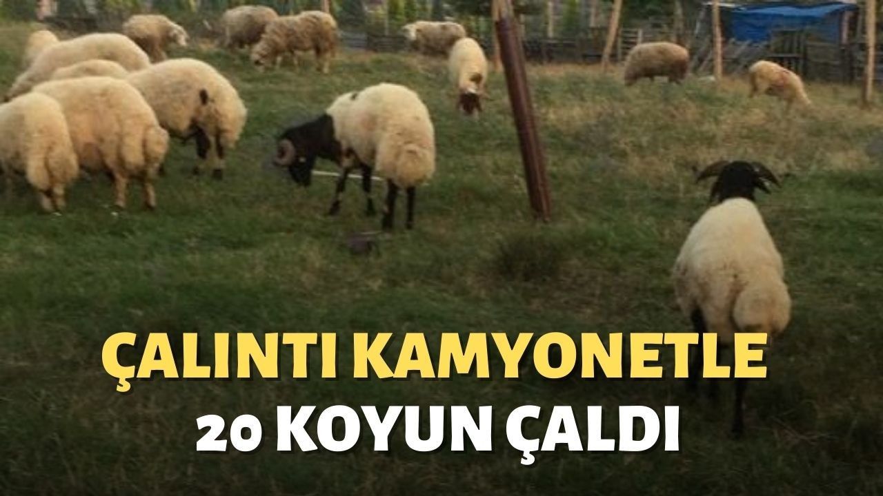 Çalıntı kamyonetle 20 koyunu çaldı