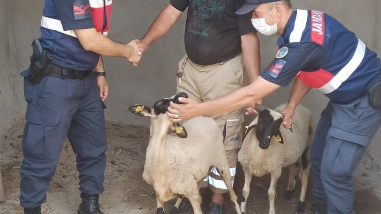 Turgutlu’da kaybolan küçükbaş hayvanları jandarma buldu