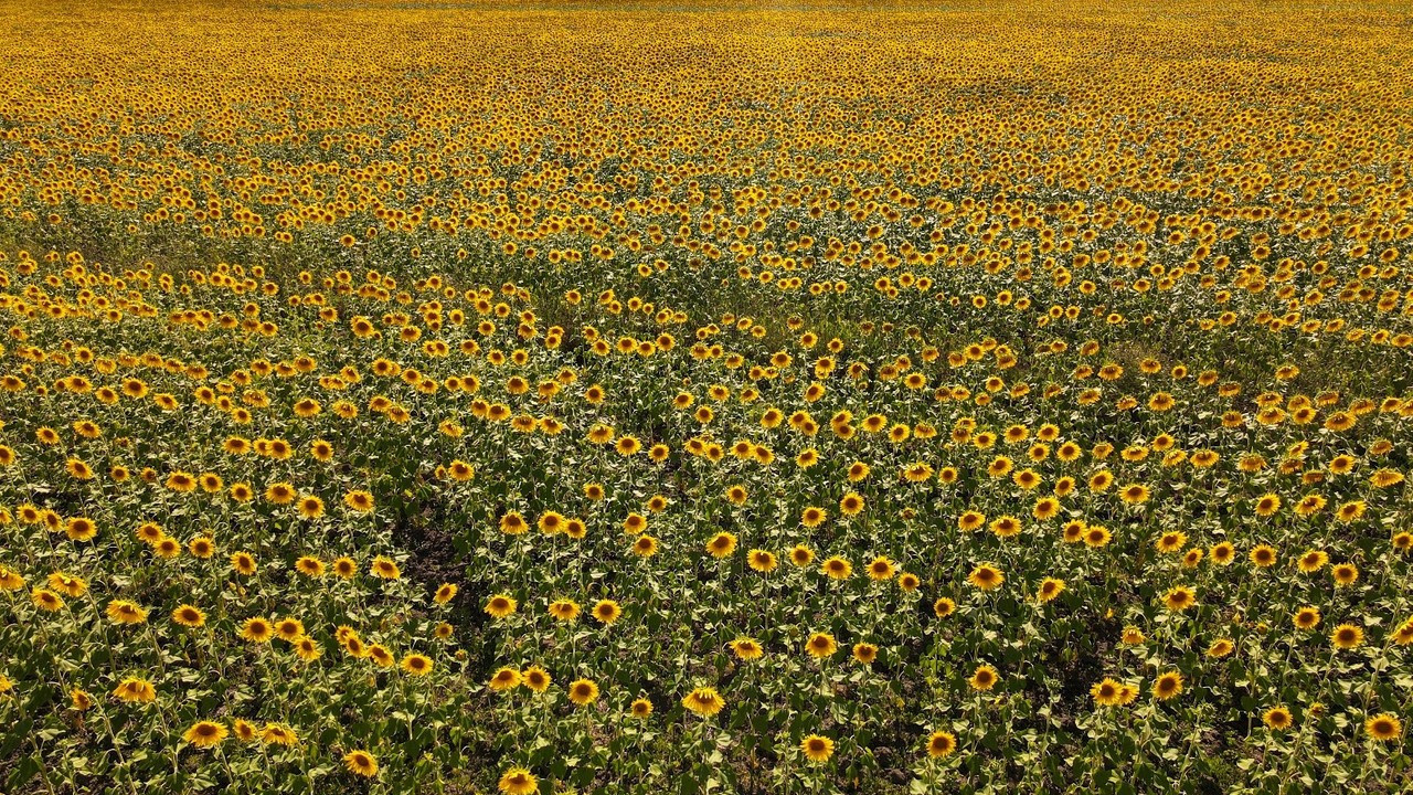 Kahramanmaraş’ta ayçiçeği tarlalarında görsel şölen