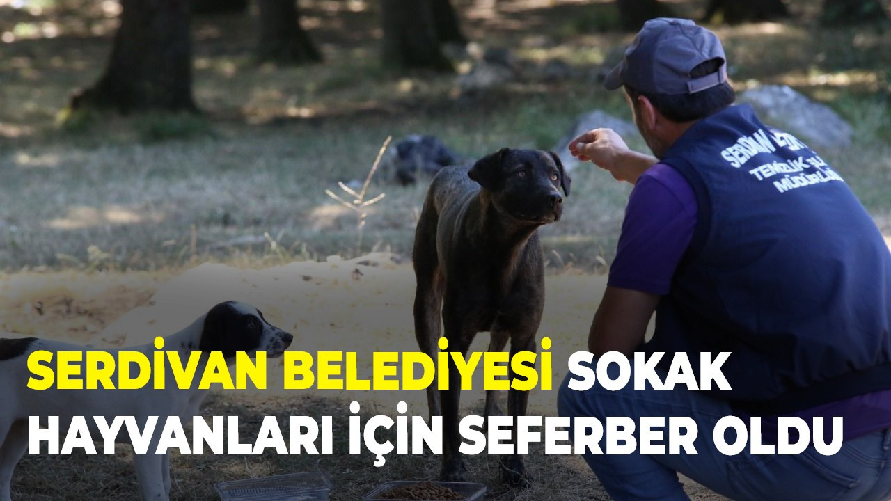 Serdivan Belediyesi sokak hayvanları için seferber oldu