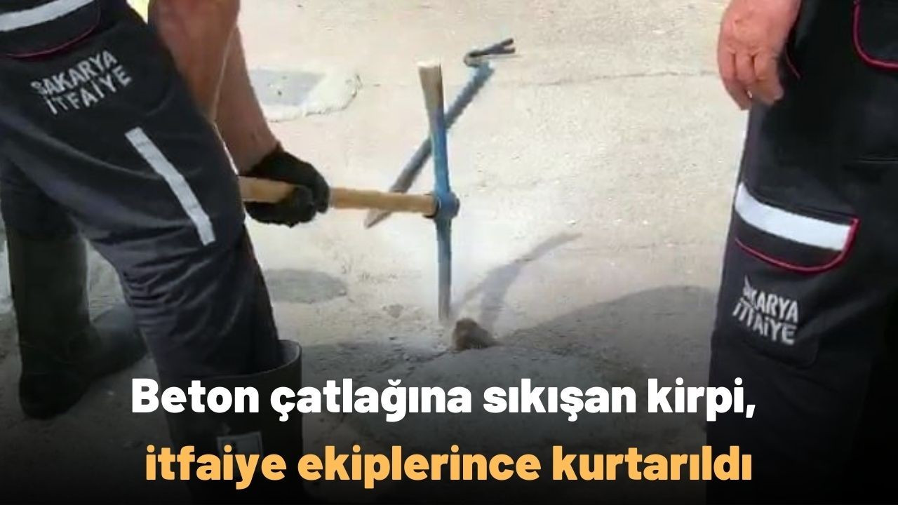 Beton çatlağına sıkışan kirpi, itfaiye ekiplerince kurtarıldı