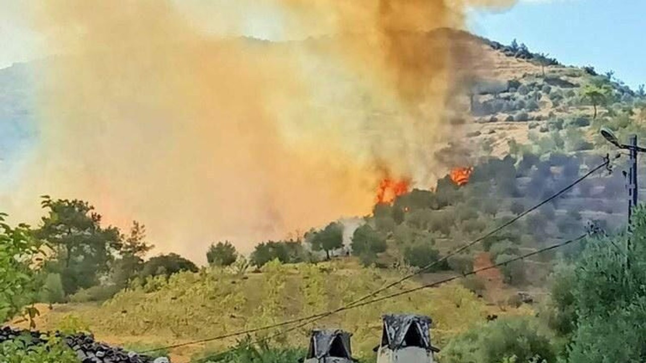 Karacasu'da zeytinlik yangını; alevler ormanı tehdit ediyor