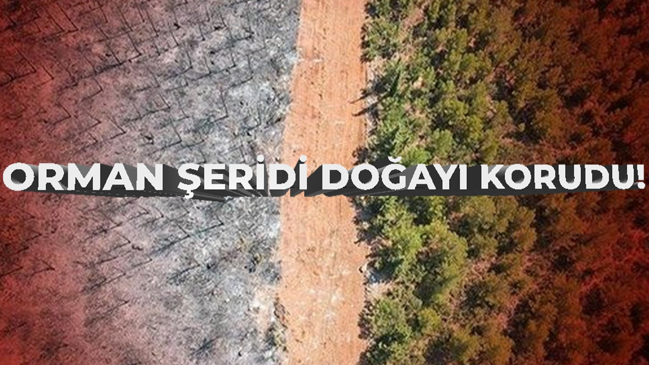 Orman şeridi doğayı korudu!