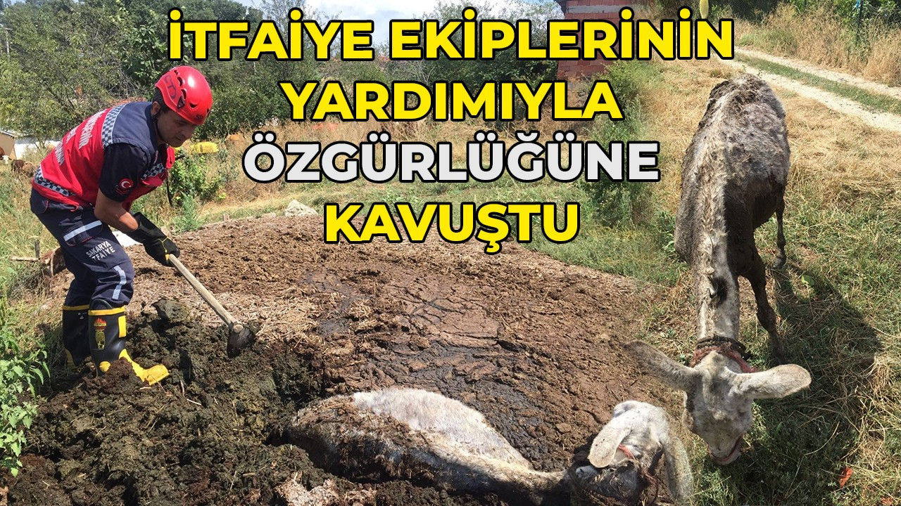 İtfaiye ekiplerinin yardımıyla özgürlüğüne kavuştu