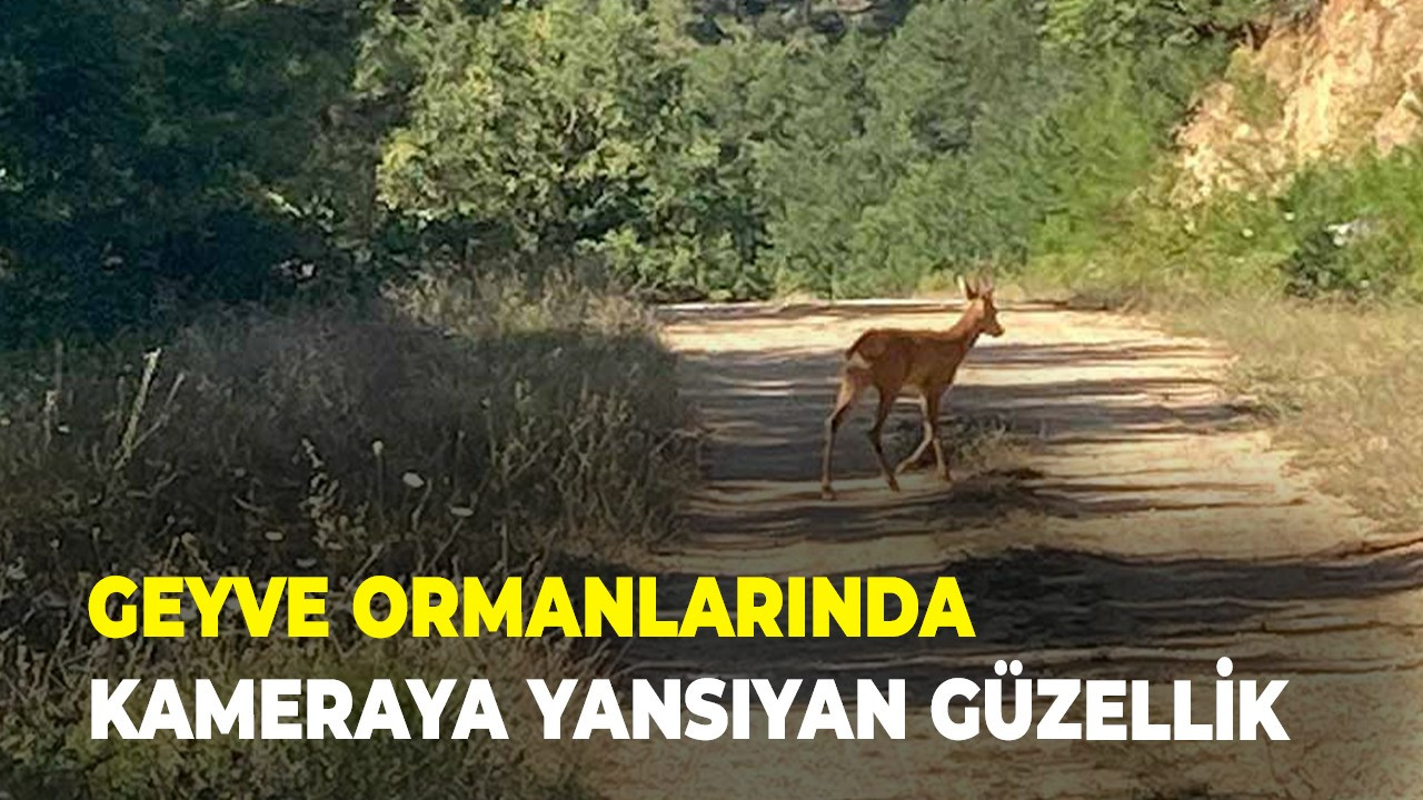 Geyve ormanlarında kameraya yansıyan güzellik