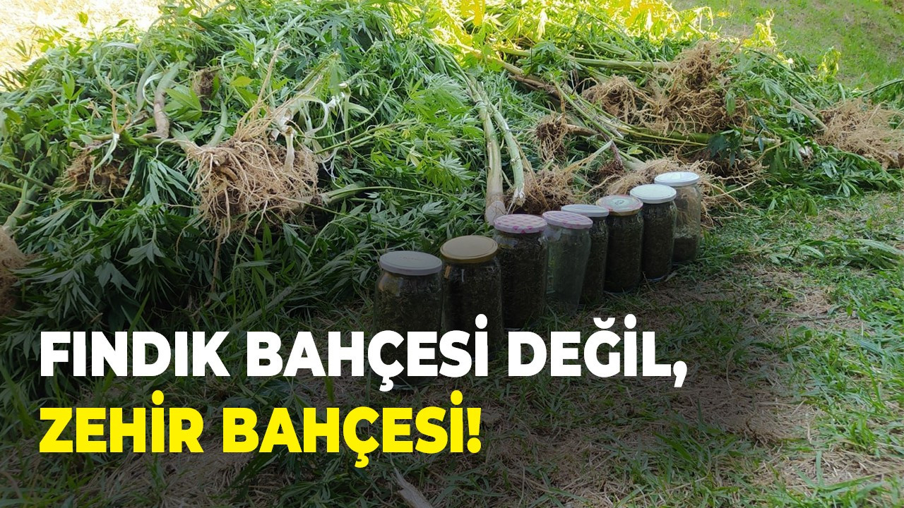 Fındık bahçesi değil, zehir bahçesi!