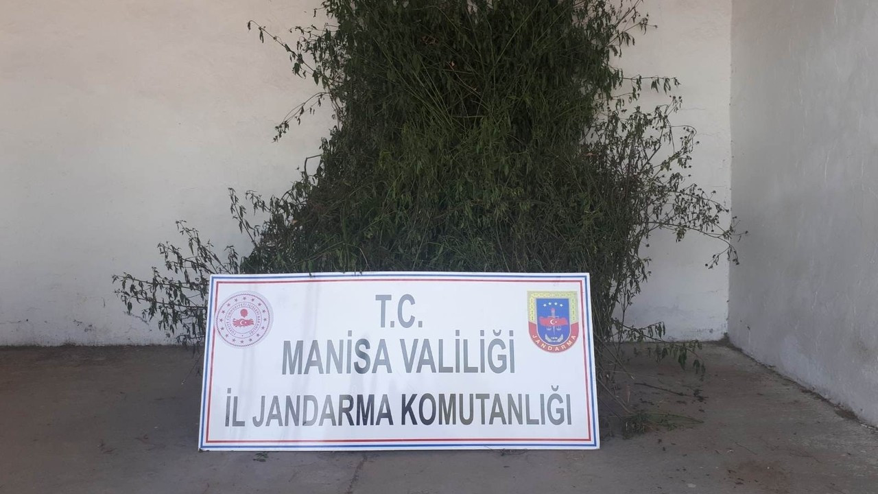 Manisa’da 496 kök kenevir ele geçirildi