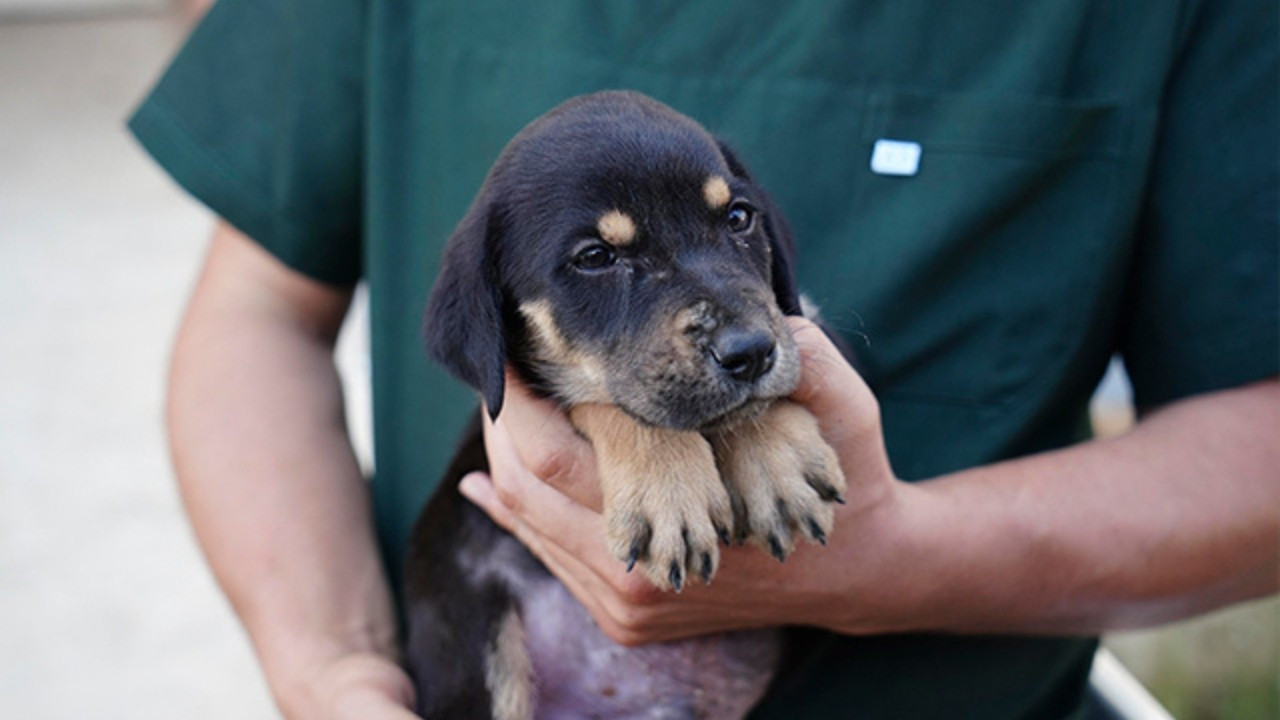 Selde kurtarılan yavru köpeğe 'Mucize' ismi verildi