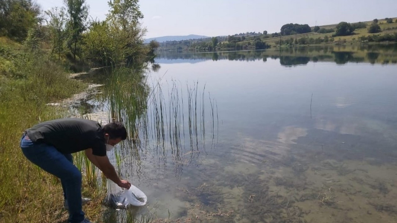 Kandıra'daki göletlere 64 bin yavru sazan bırakıldı