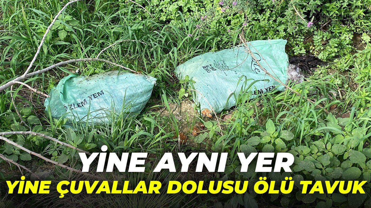 Aynı yere ikinci kez 3 çuval dolusu ölü tavuk attılar