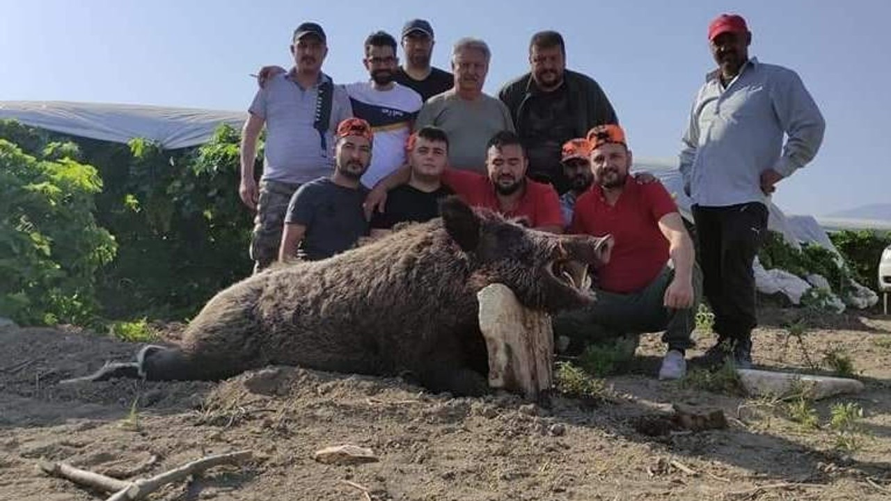 Mısır üreticisi Kocabaş canavarından kurtuldu