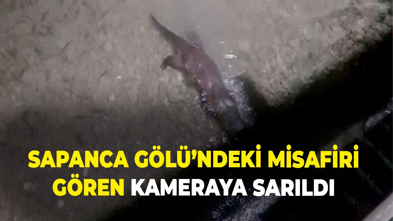 Sapanca Gölü’ndeki misafiri gören kameraya sarıldı