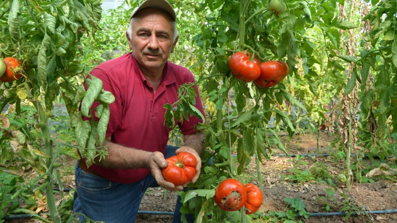 Bir tanesi neredeyse 1 kilo