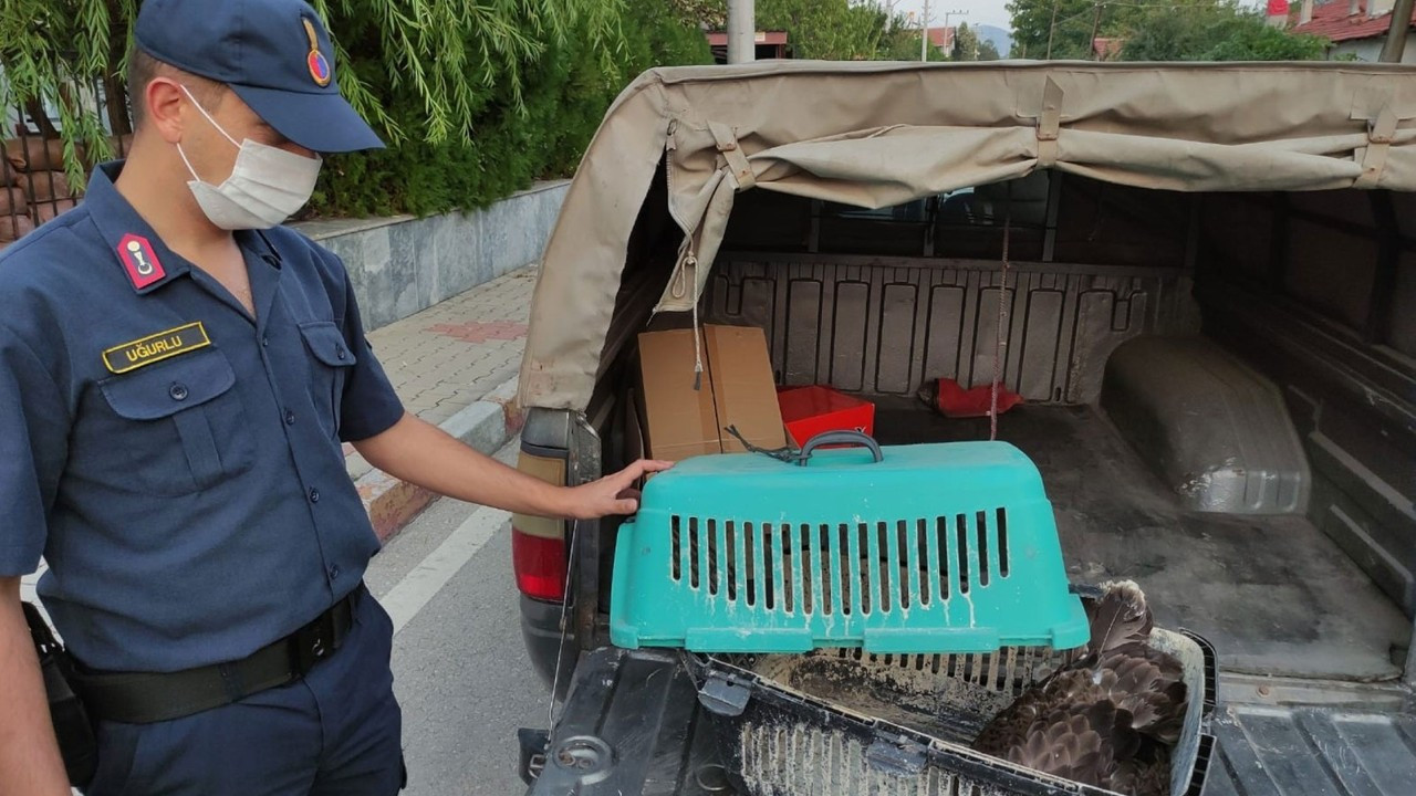 Jandarma ekipleri devriye sırasında buldukları yaralı kuşu etle besledi