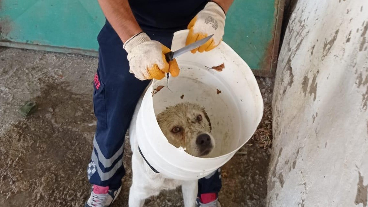 Kafası bidona sıkışan köpek kurtarıldı