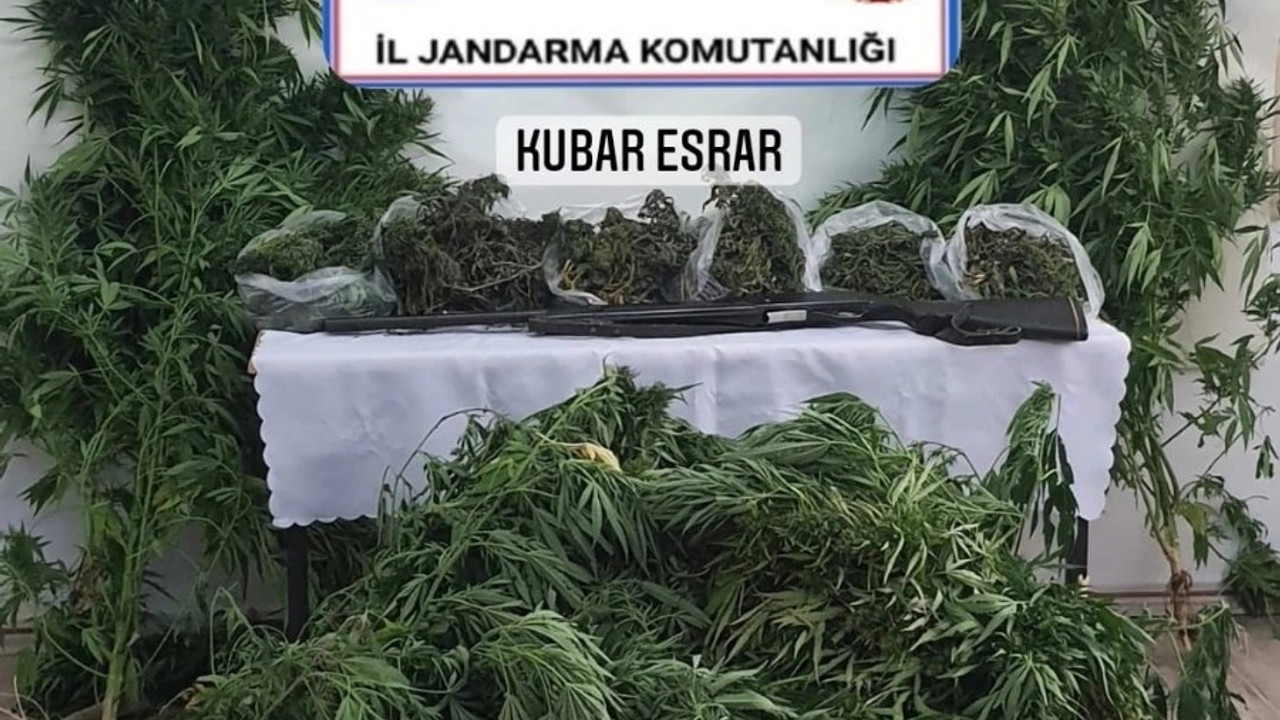 Balıkesir’de jandarmadan kenevir operasyonu