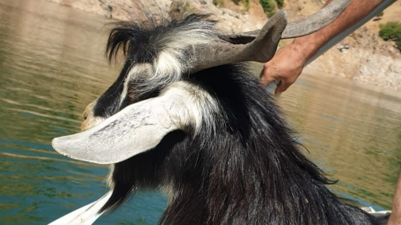 Baraj kayalığında 4 gün mahsur kalan keçi kurtarıldı