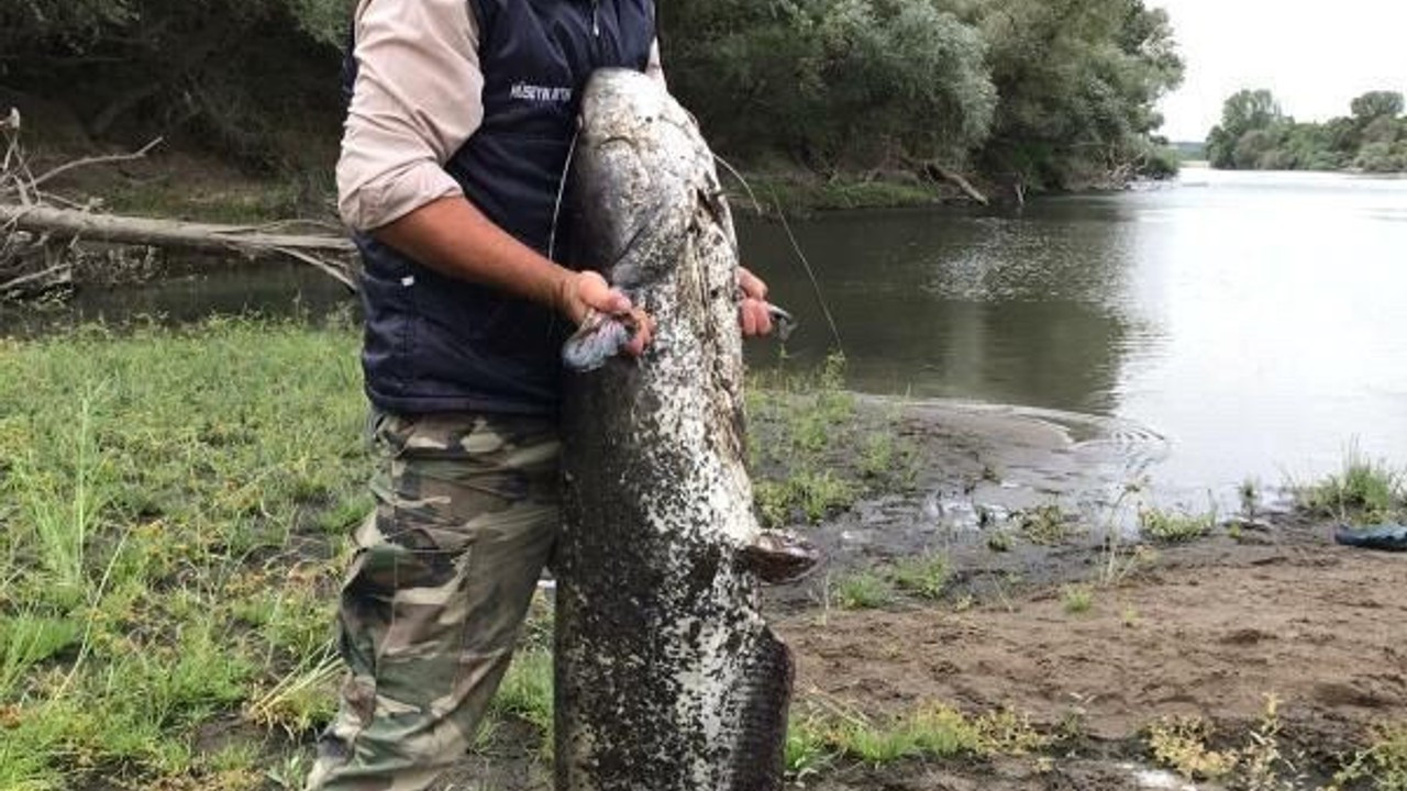 44 kiloluk yayın balığı yakalandı