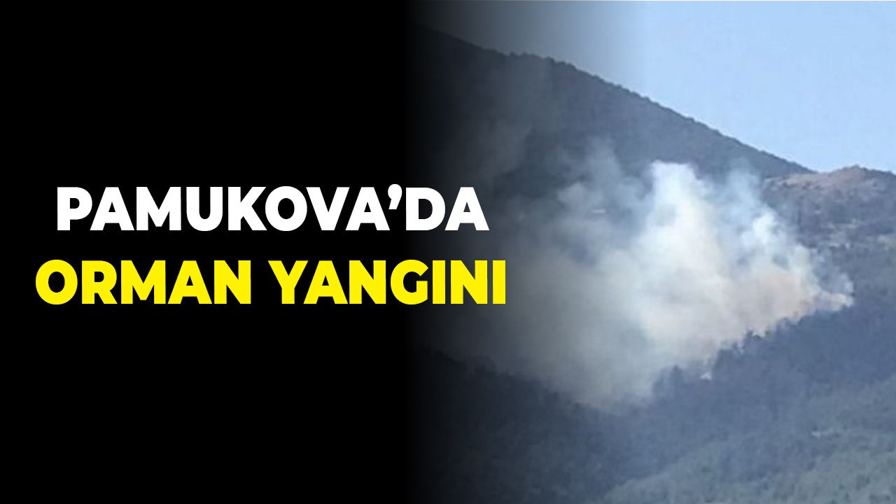 Pamukova'da orman yangını