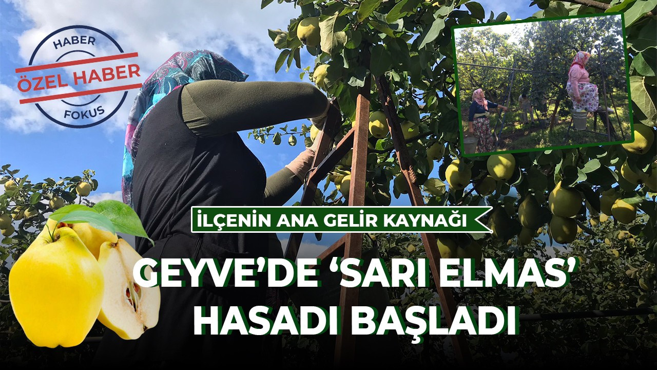 Geyve’de ‘Sarı Elmas’ hasadı başladı