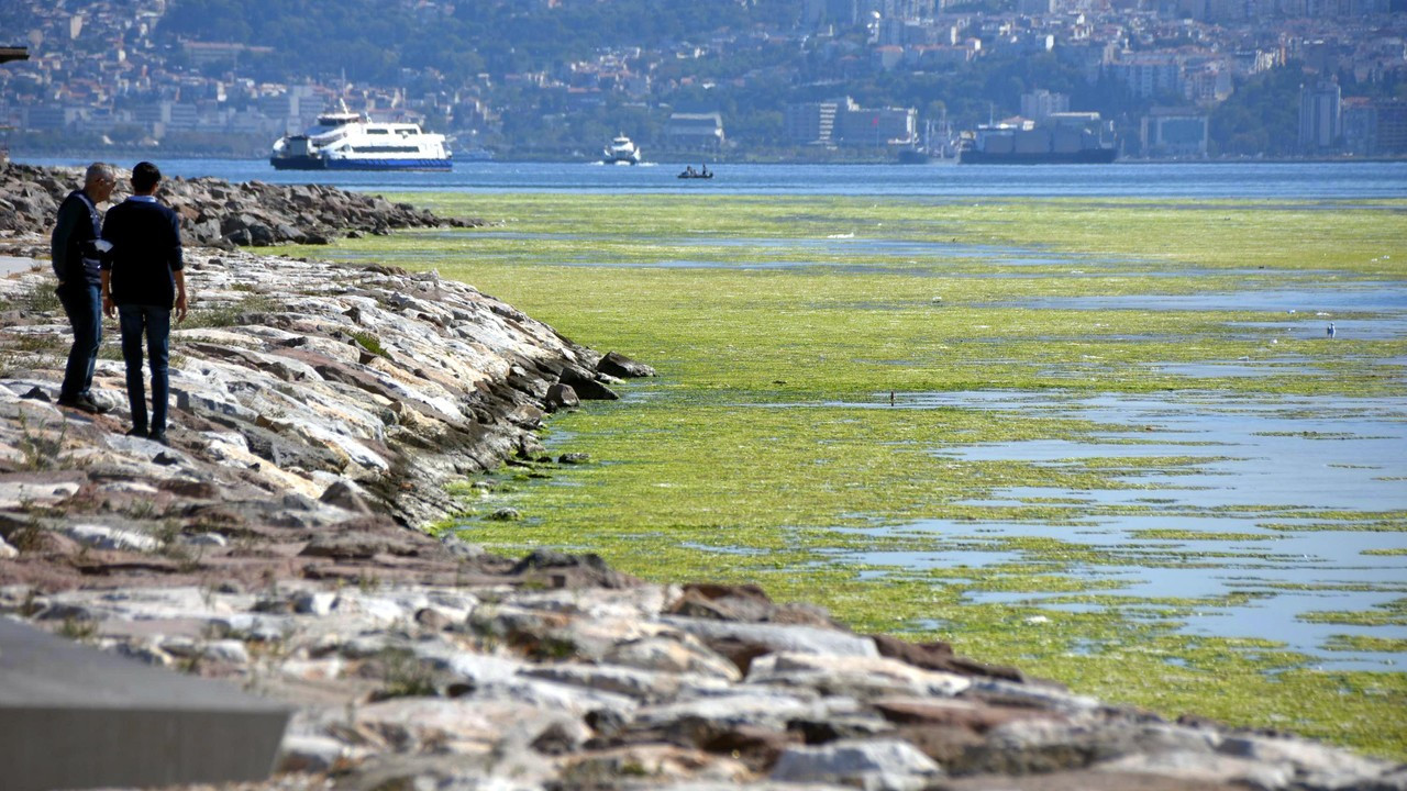 İzmir'de deniz yeşile büründü